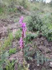 Orchis mascula laxifloriformis