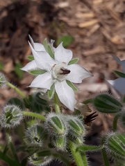 Borago officinalis