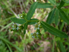 Euphorbia pubentissima