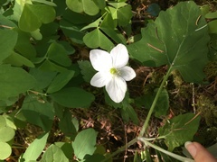 Anemonastrum deltoideum