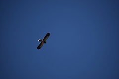 Daptrius megalopterus