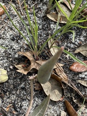 Asclepias humistrata image