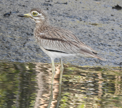 Burhinus senegalensis