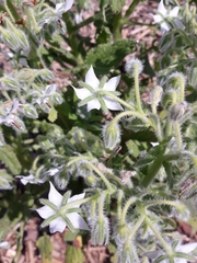 Borago officinalis