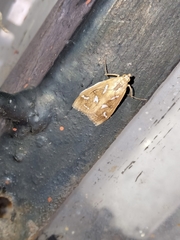 Diastictis