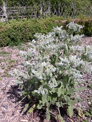 Borago officinalis