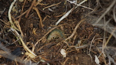Scolopendra canidens