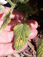 Borago officinalis