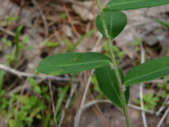 Euphorbia pubentissima