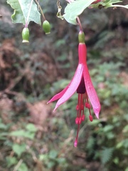 Fuchsia regia reitzii