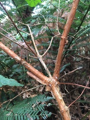 Fuchsia regia reitzii