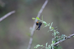 Synagris analis