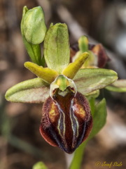 Ophrys sphegodes grammica