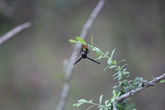 Synagris analis