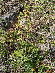 Ophrys sphegodes grammica
