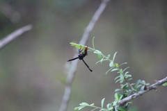 Synagris analis