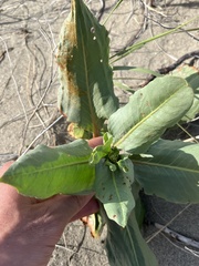 Rumex venosus