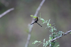 Synagris analis