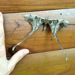 Copiopteryx sonthonnaxi