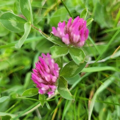 Trifolium pratense