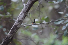 Synagris analis