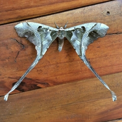 Copiopteryx sonthonnaxi