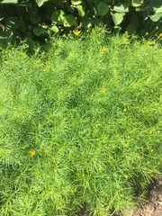Coreopsis verticillata