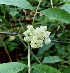 Sambucus racemosa