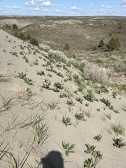 Rumex venosus