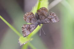 Calephelis braziliensis