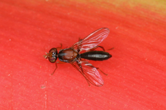 Beebeomyia