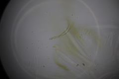 Ophiobolus acuminatus