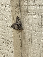 Ceratomia undulosa