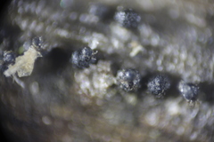 Ophiobolus acuminatus