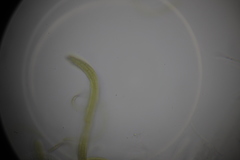 Ophiobolus acuminatus