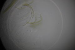 Ophiobolus acuminatus