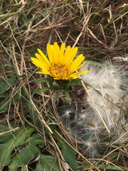 Trichocline catharinensis