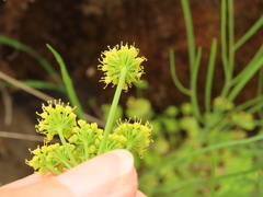 Lomatium triternatum brevifolium
