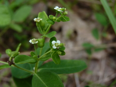 Euphorbia pubentissima