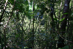 Ravenala madagascariensis