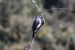 Ampelion rubrocristatus