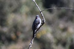 Ampelion rubrocristatus