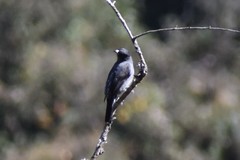 Ampelion rubrocristatus