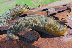 Limacus maculatus