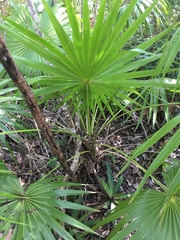 Thrinax radiata