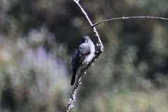 Ampelion rubrocristatus