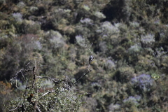 Ampelion rubrocristatus