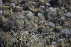 Ampelion rubrocristatus