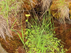 Lomatium triternatum brevifolium