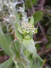 Lepidium draba